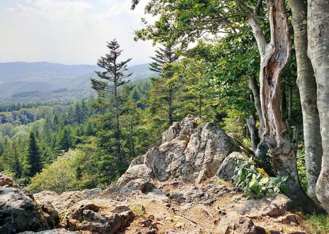 Terre D'oyali Saint-Rirand