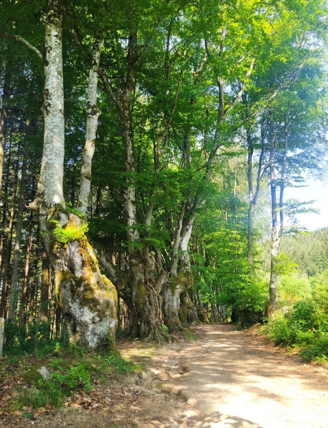 Terre D'oyali * Saint-Rirand