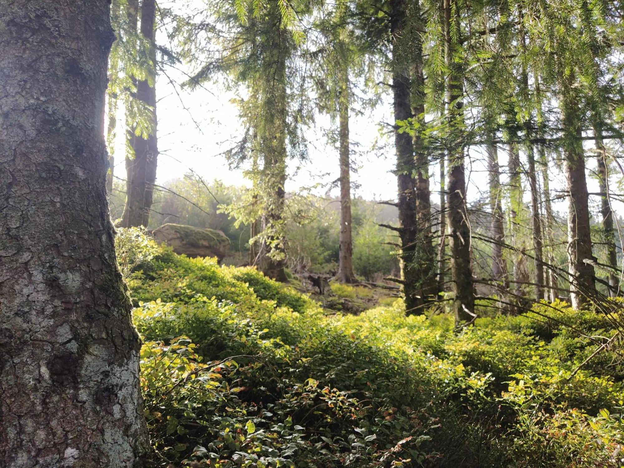 Terre D'oyali Campingplatz Saint-Rirand